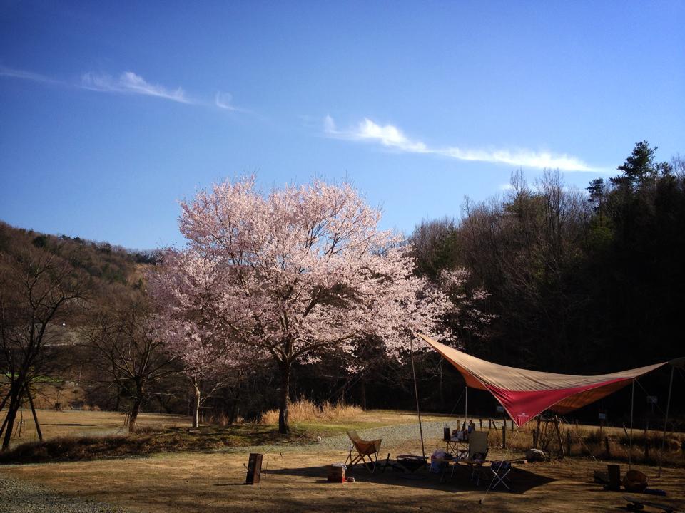 桜キャンプおすすめ情報②