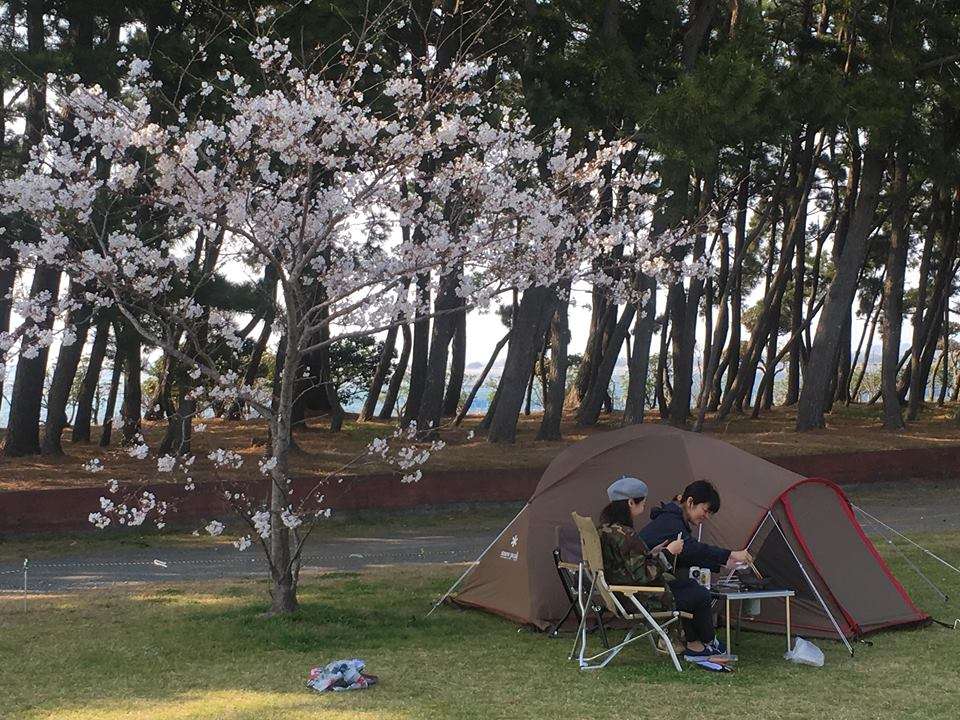 桜キャンプ～静岡＠渚園キャンプ場～