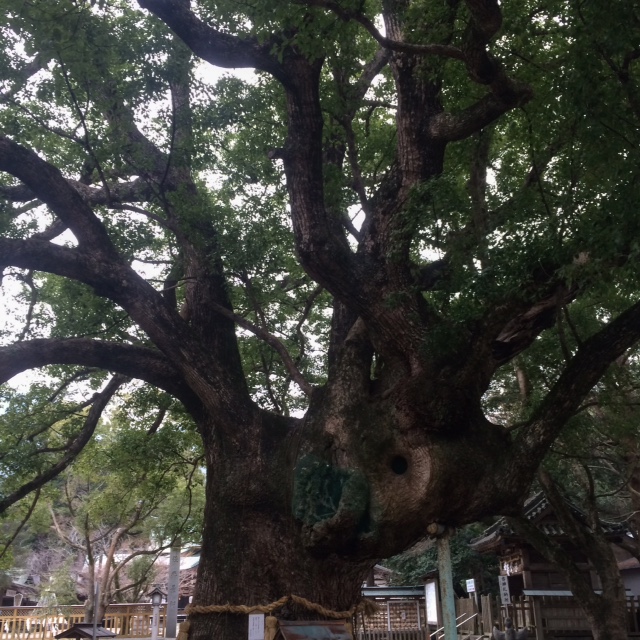 神社樹木.JPG