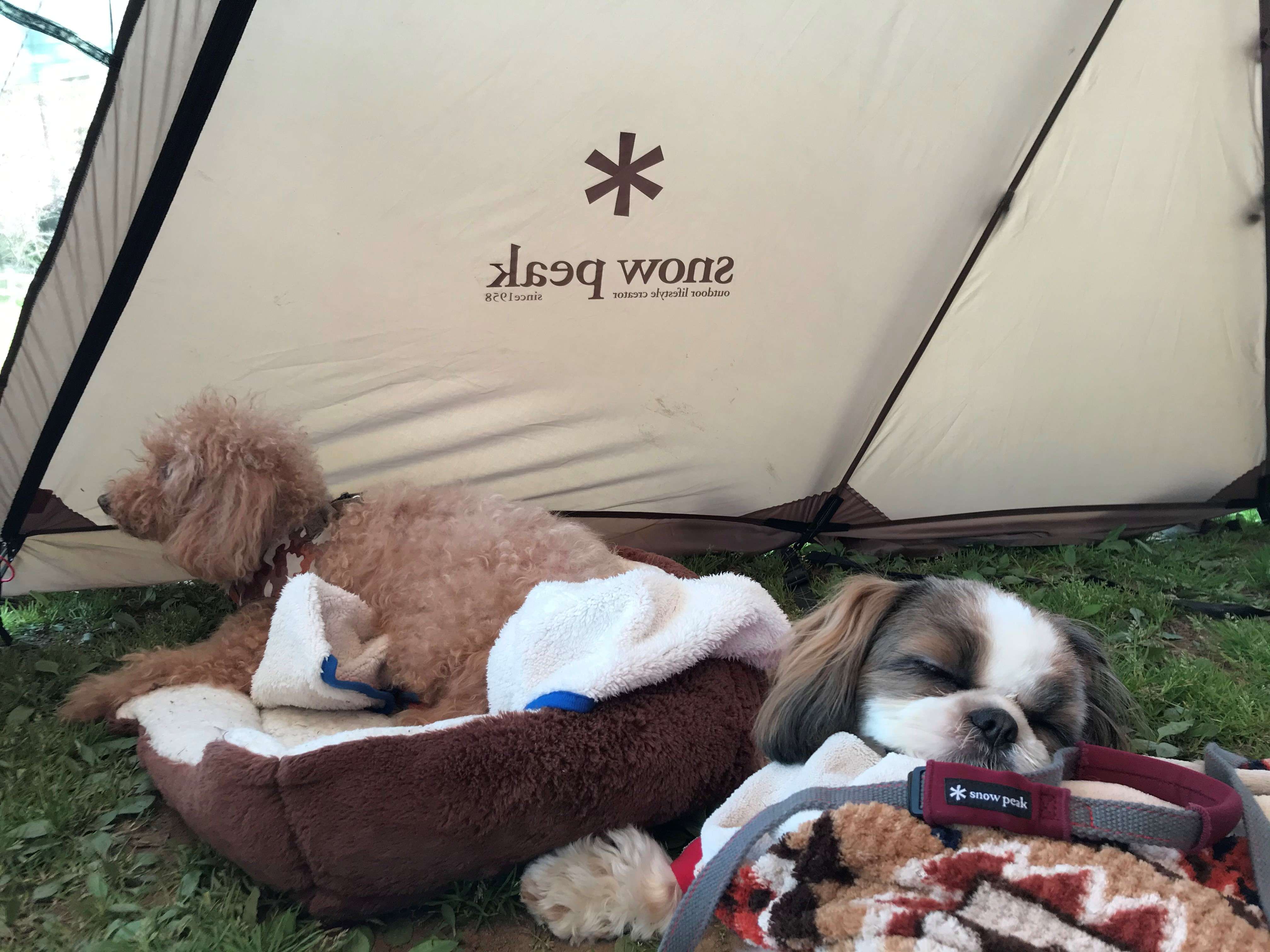 愛犬とキャンプ（岡本）