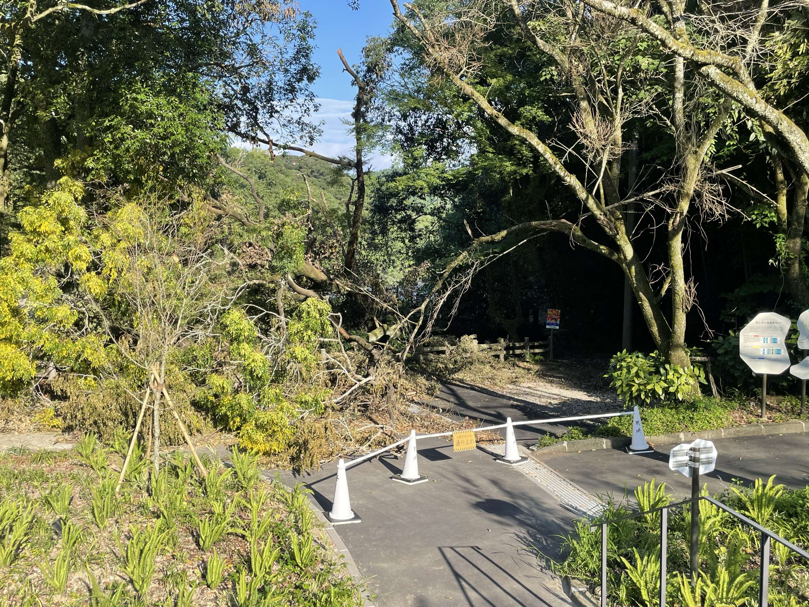 関之尾滝遊歩道｜倒木による一部通行止め