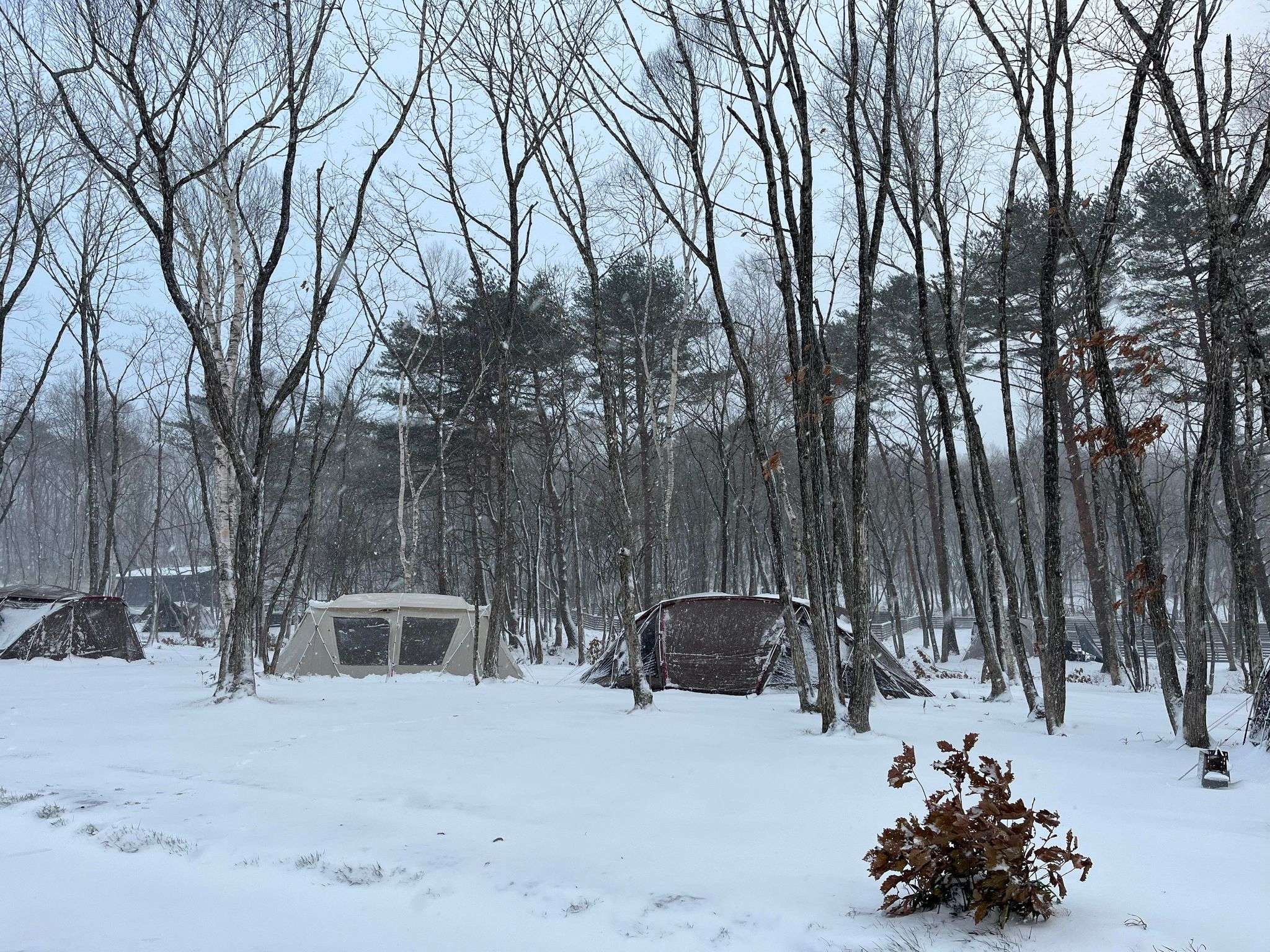 【Snow Peak SHIRAKAWA KOGEN　雪中キャンプイベント】